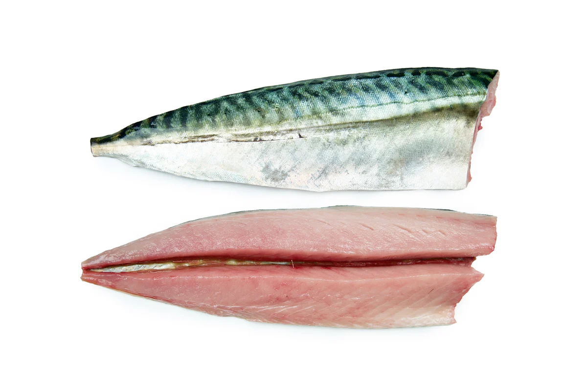 Mackerel